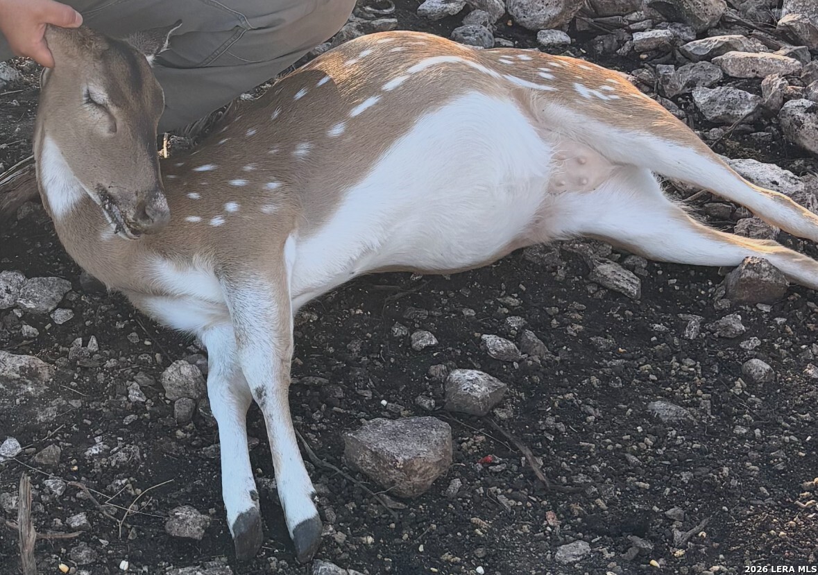 896 Sd 45730 Rocksprings, TX 78880 - Photo 13 of 29