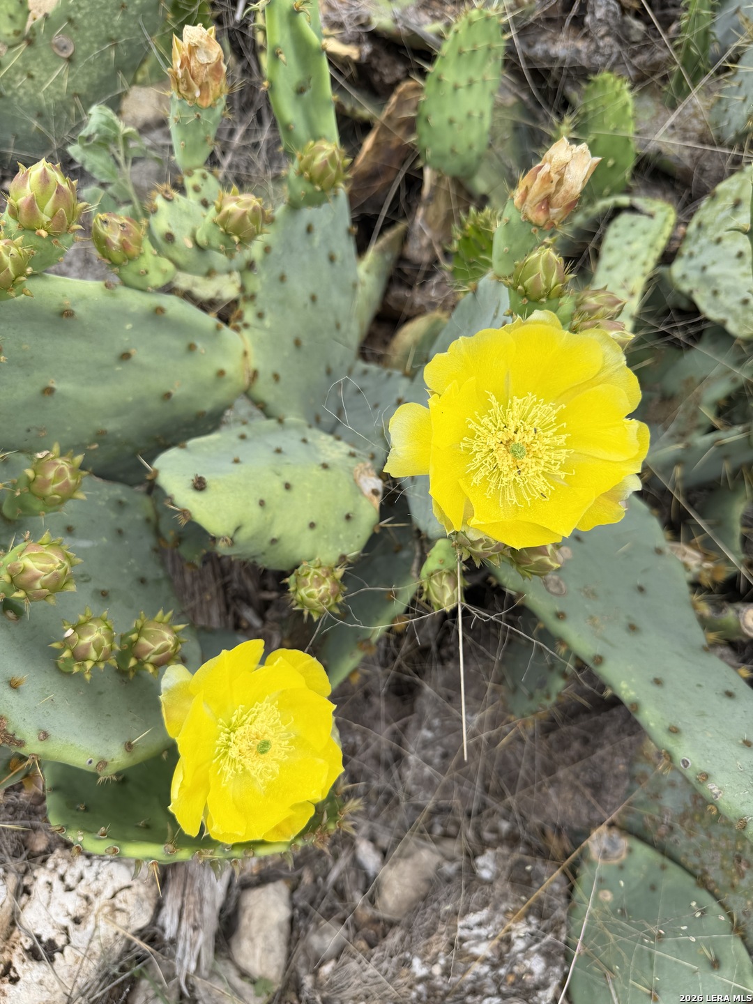 896 Sd 45730 Rocksprings, TX 78880 - Photo 26 of 29