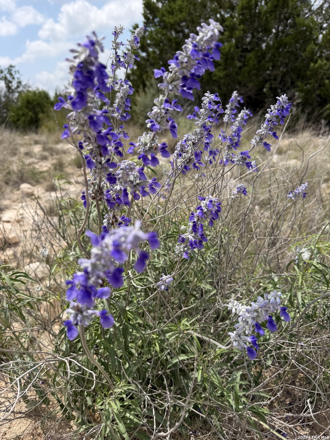 896 Sd 45730 Rocksprings, TX 78880 - Photo 29 of 29