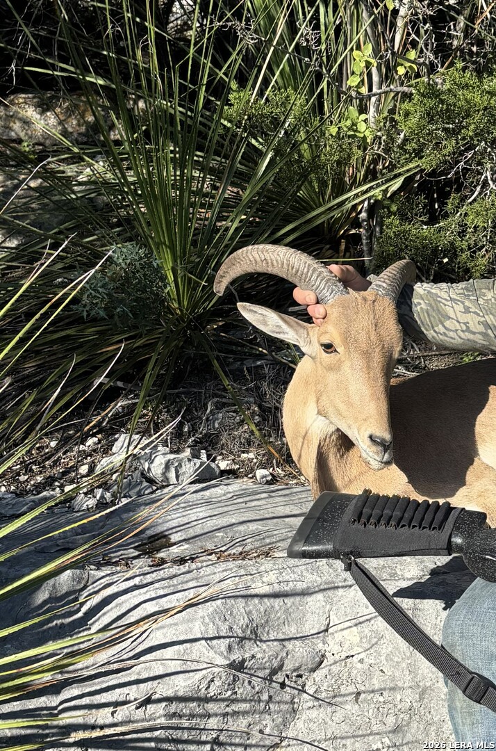 896 Sd 45730 Rocksprings, TX 78880 - Photo 9 of 29