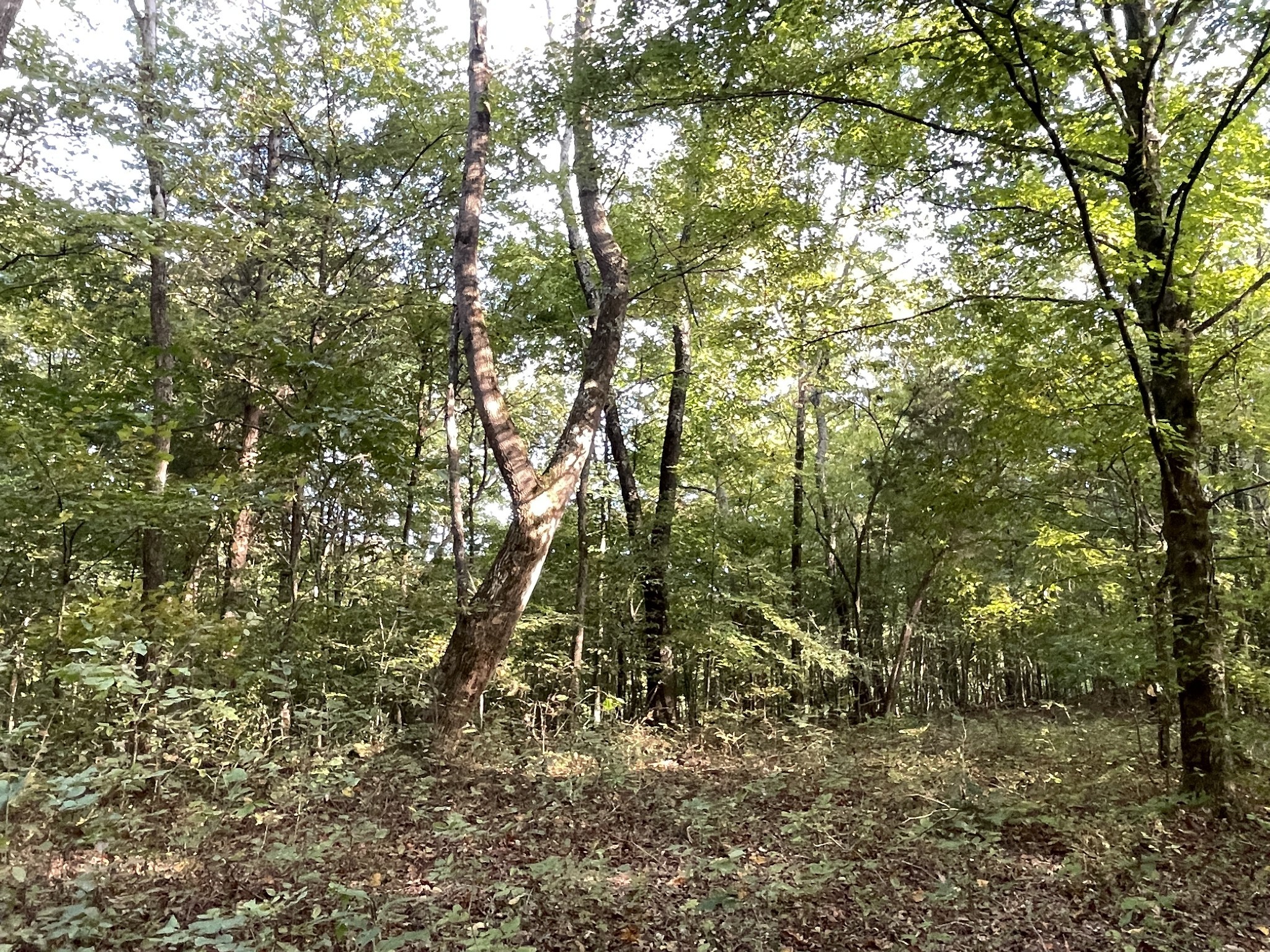 0 Waters Road Centerville, TN 37033 - Photo 14 of 17 a view of forest