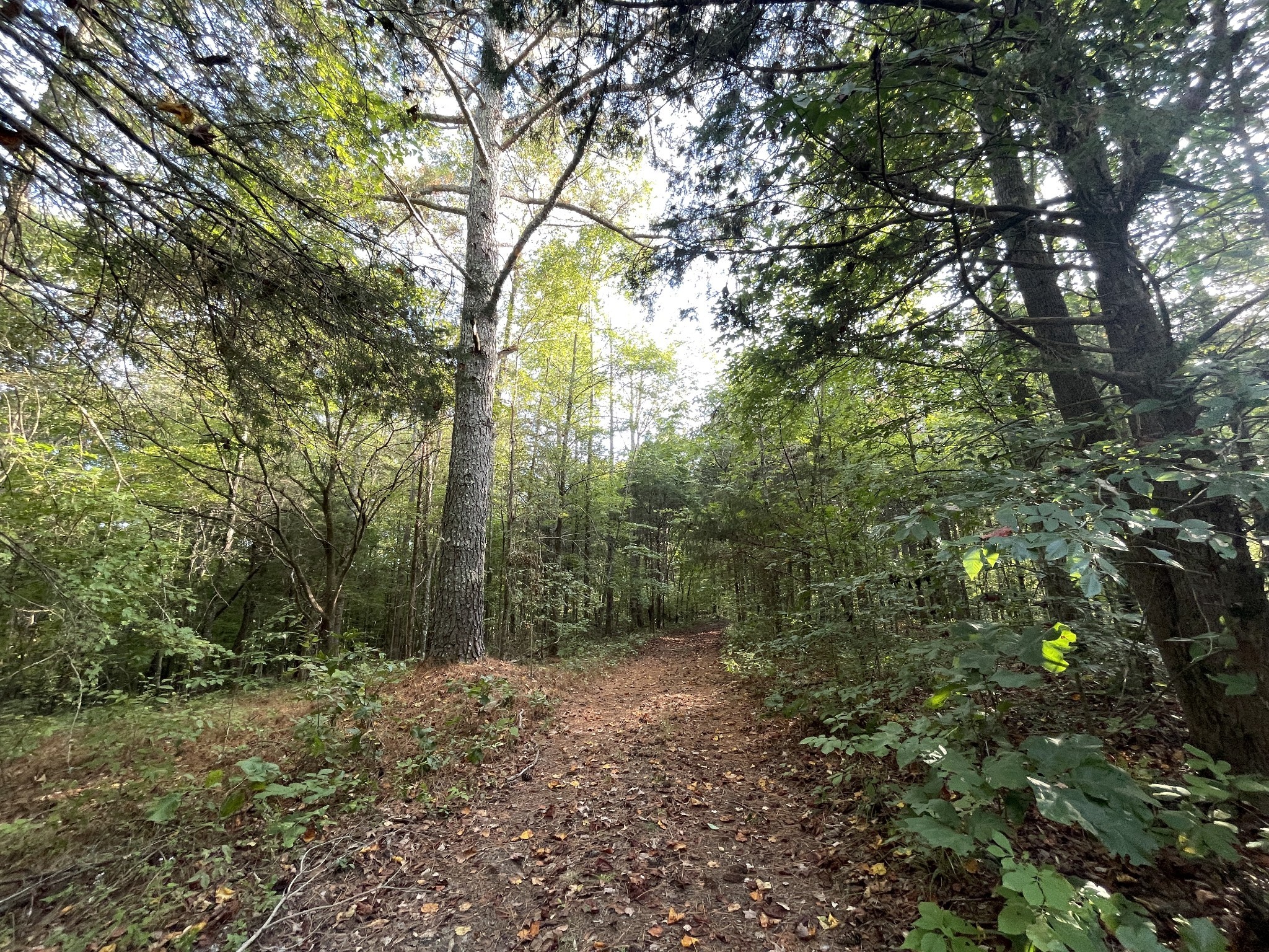 0 Waters Road Centerville, TN 37033 - Photo 7 of 17 a view of a forest with trees in front of it