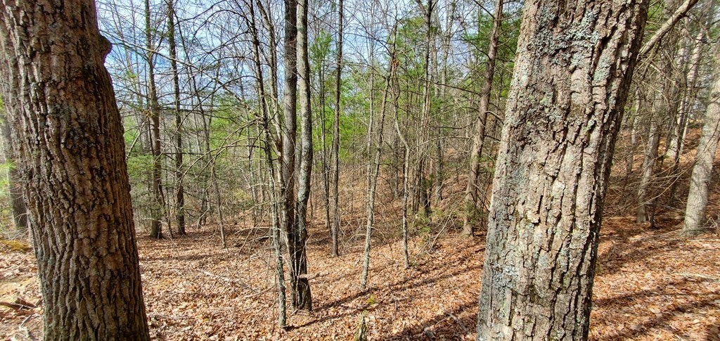 24.5-ac Alleghany Road Max Meadows, VA 24360 - Photo 12 of 38 Gallery Image 12