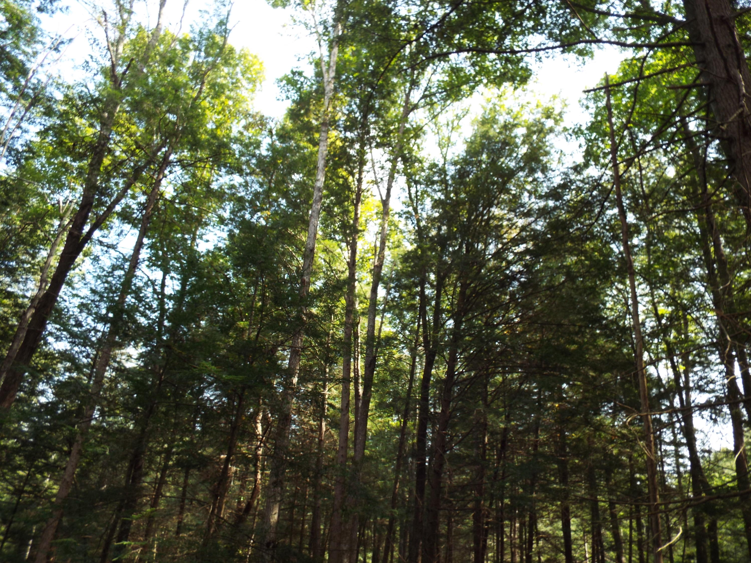 173 Sunset Pines/barnett Bridge Road Lancing, TN 37770 - Photo 21 of 40 DSCF3441