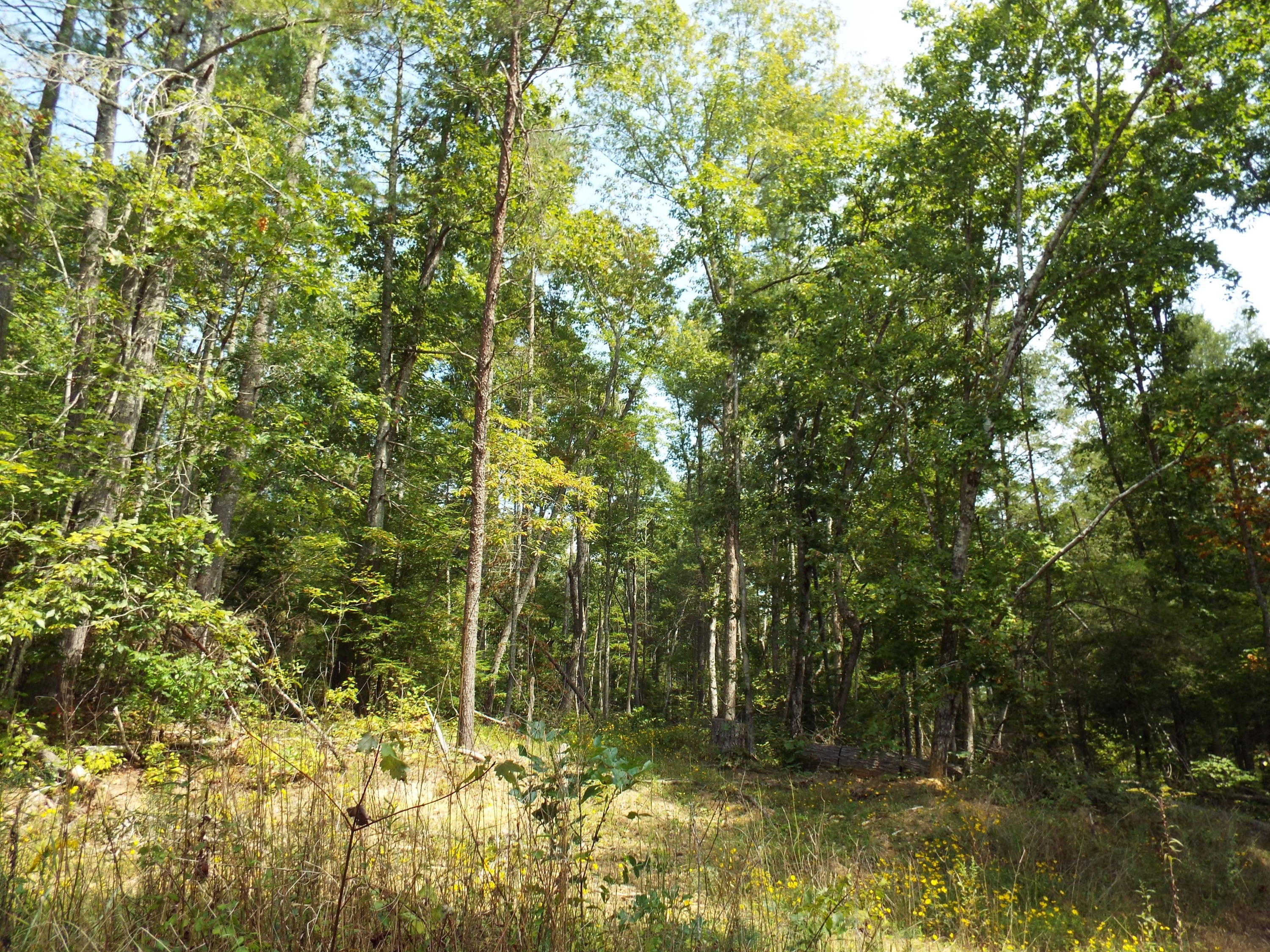 173 Sunset Pines/barnett Bridge Road Lancing, TN 37770 - Photo 25 of 40 DSCF3476