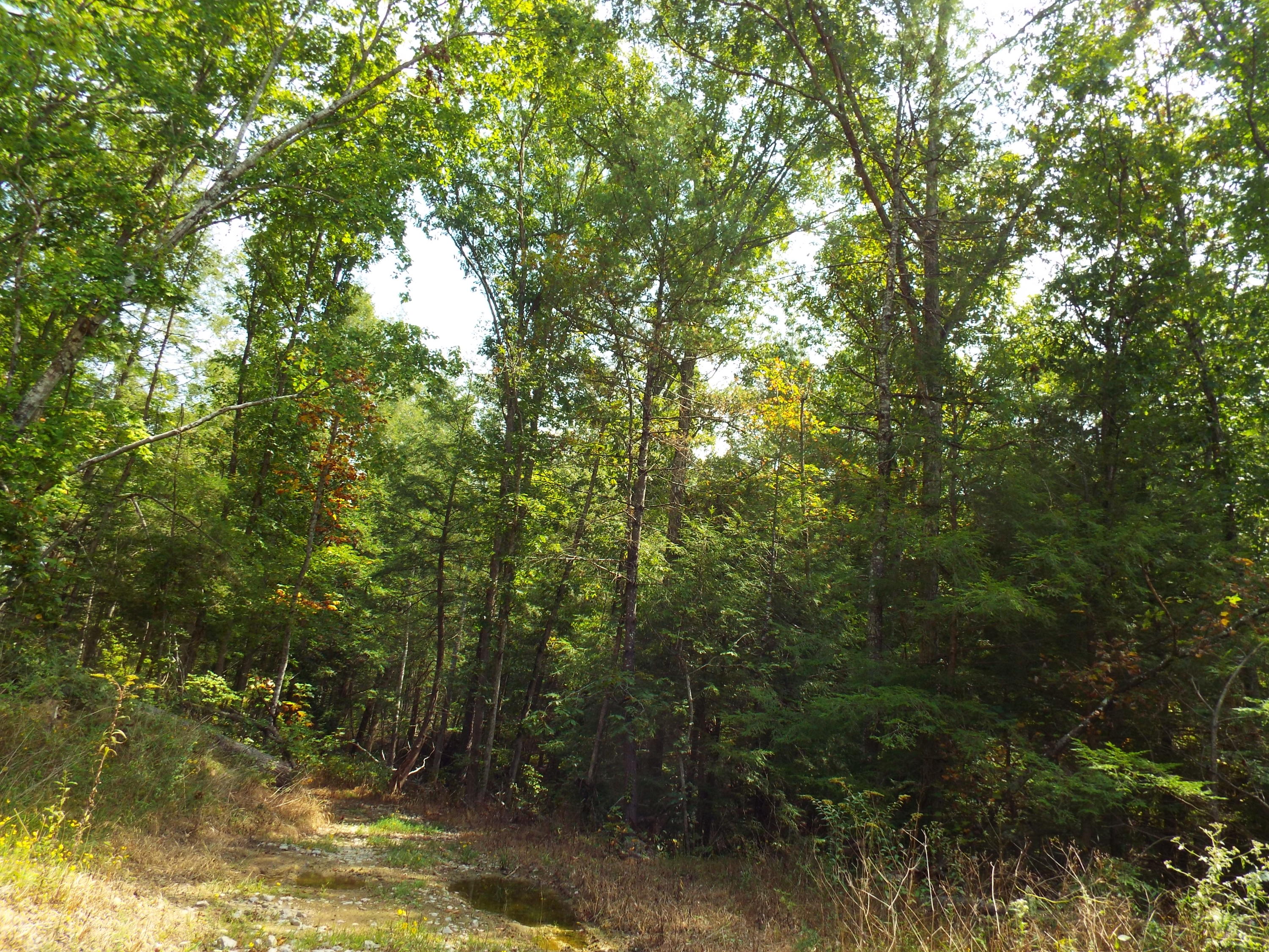 173 Sunset Pines/barnett Bridge Road Lancing, TN 37770 - Photo 26 of 40 DSCF3477