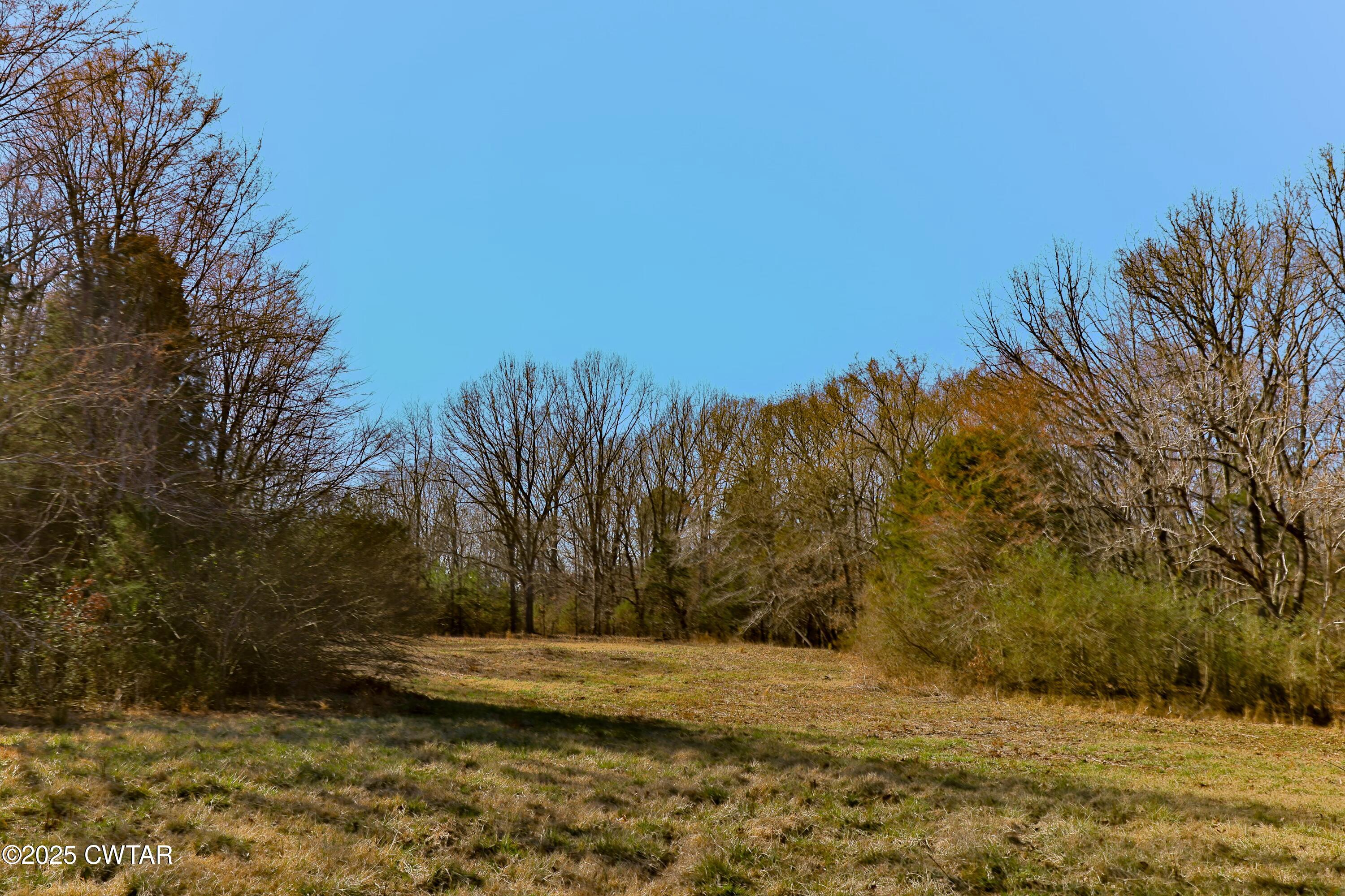 a view of a yard with an trees