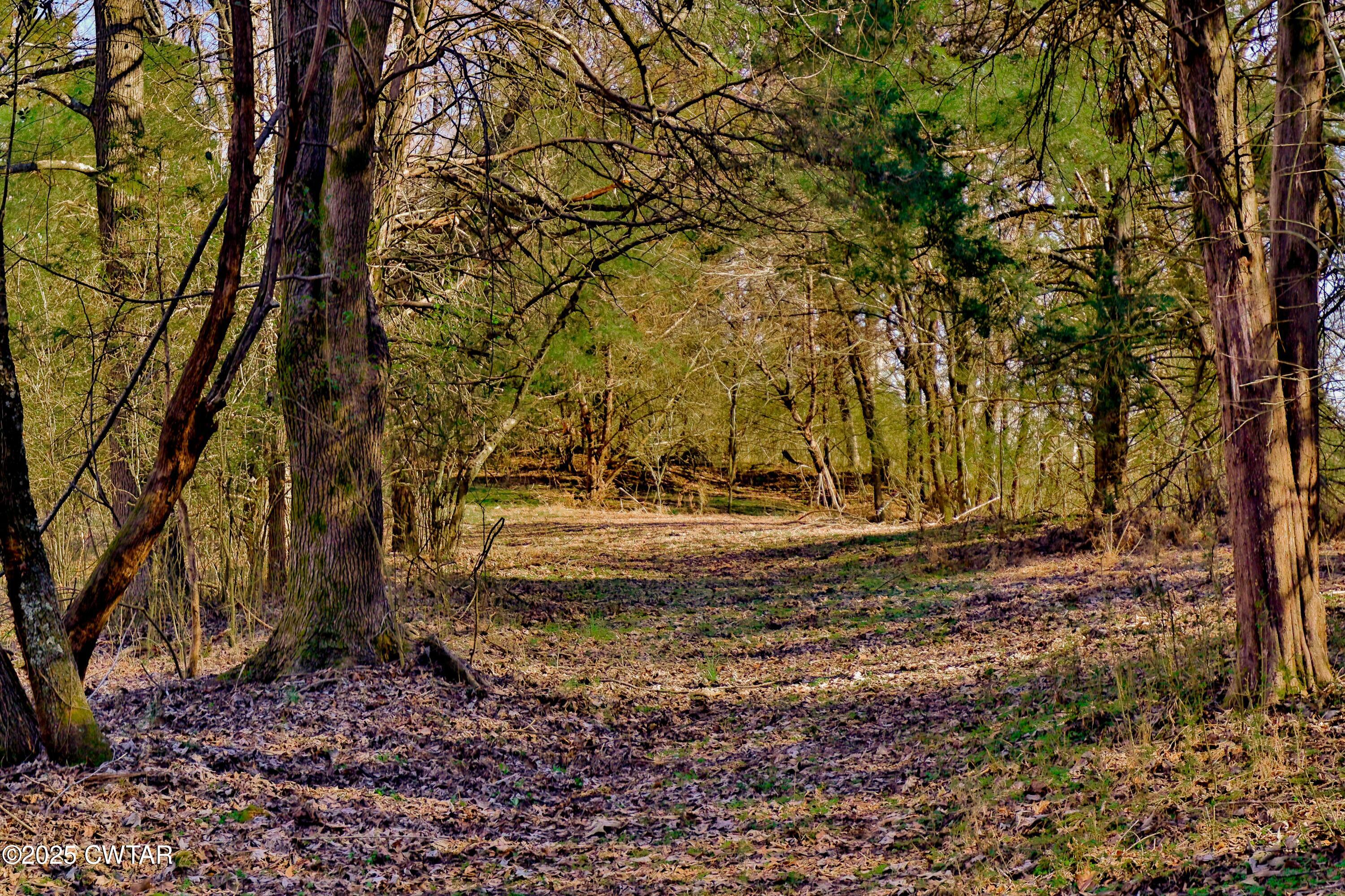 0 Sanders Store Road Milan, TN 38358 - Photo 11 of 20 a view of a yard with trees