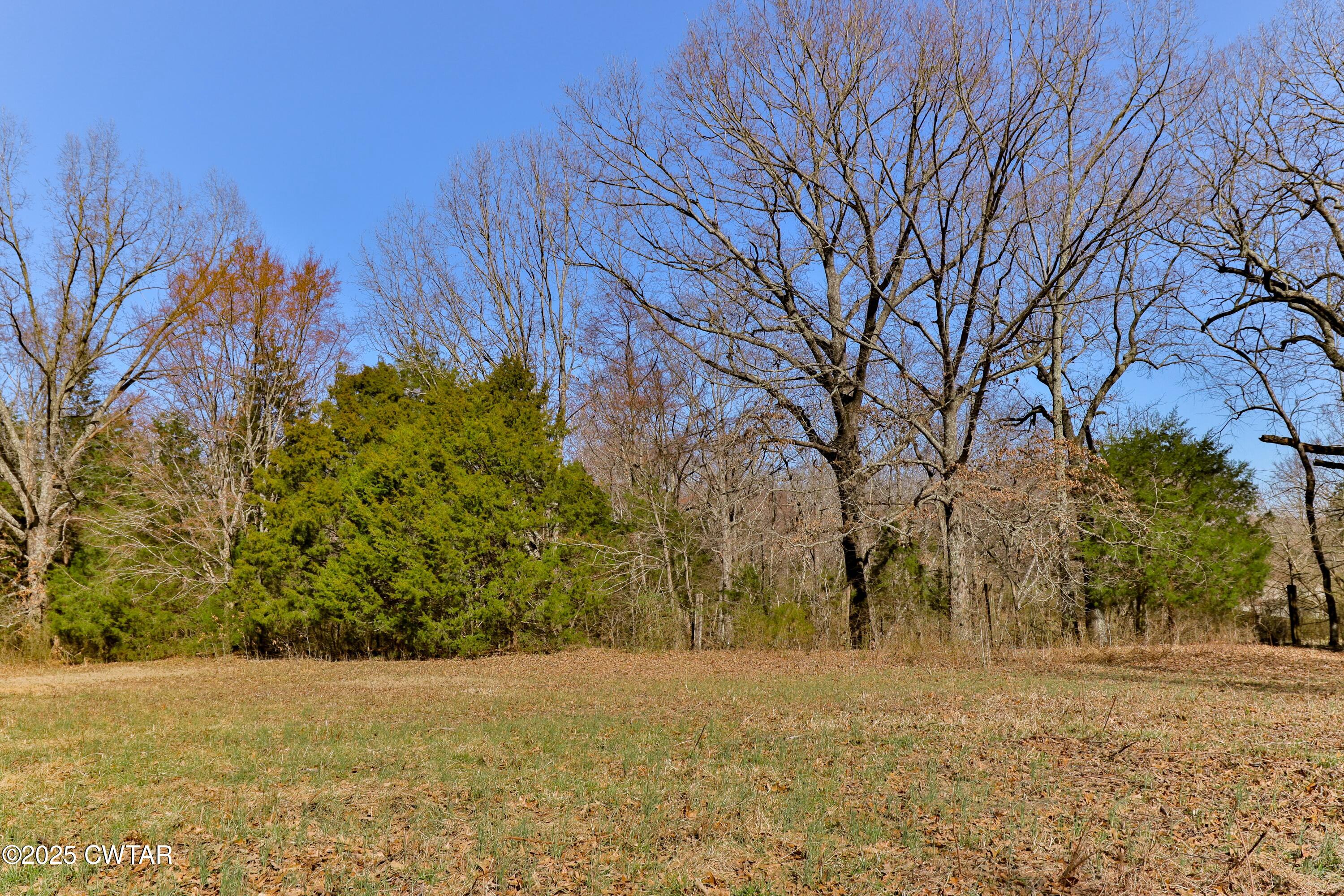 0 Sanders Store Road Milan, TN 38358 - Photo 8 of 20 a view of backyard and tree