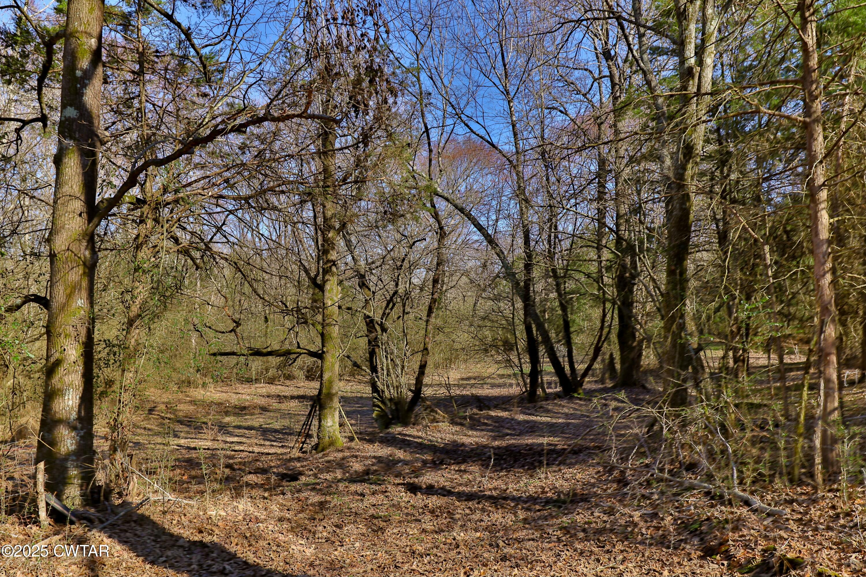 0 Sanders Store Road Milan, TN 38358 - Photo 10 of 20 a view of yard with trees
