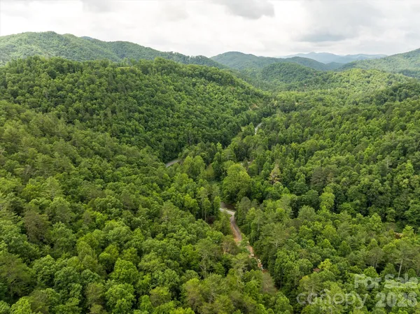 a view of a lush green forest with trees in the background