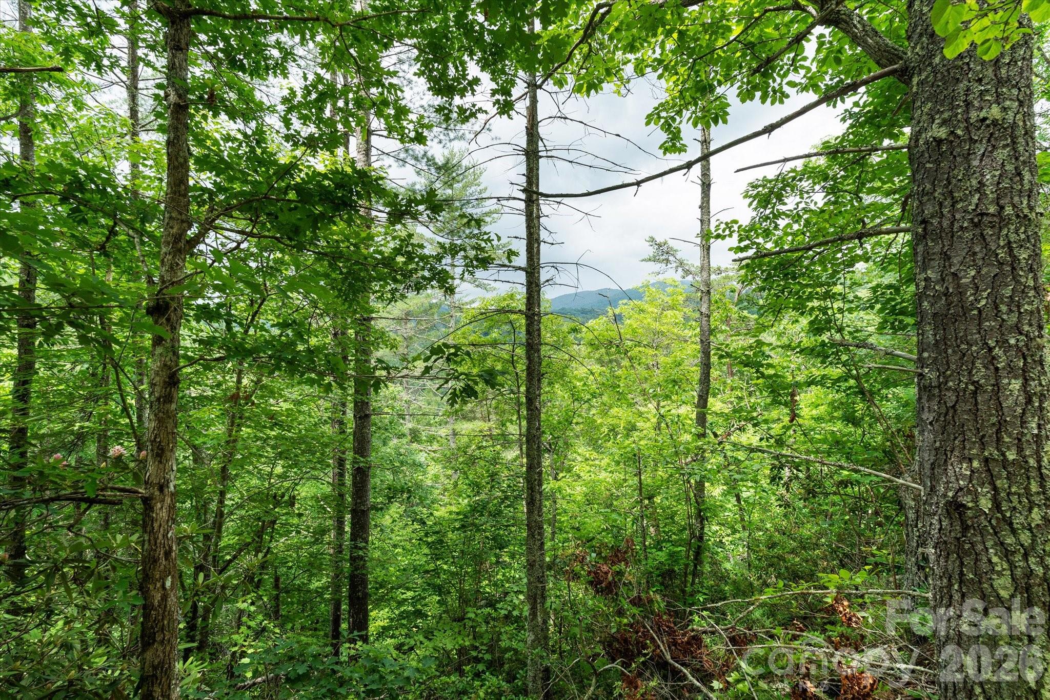 99999 Gunter Town Road Marshall, NC 28753 - Photo 12 of 19