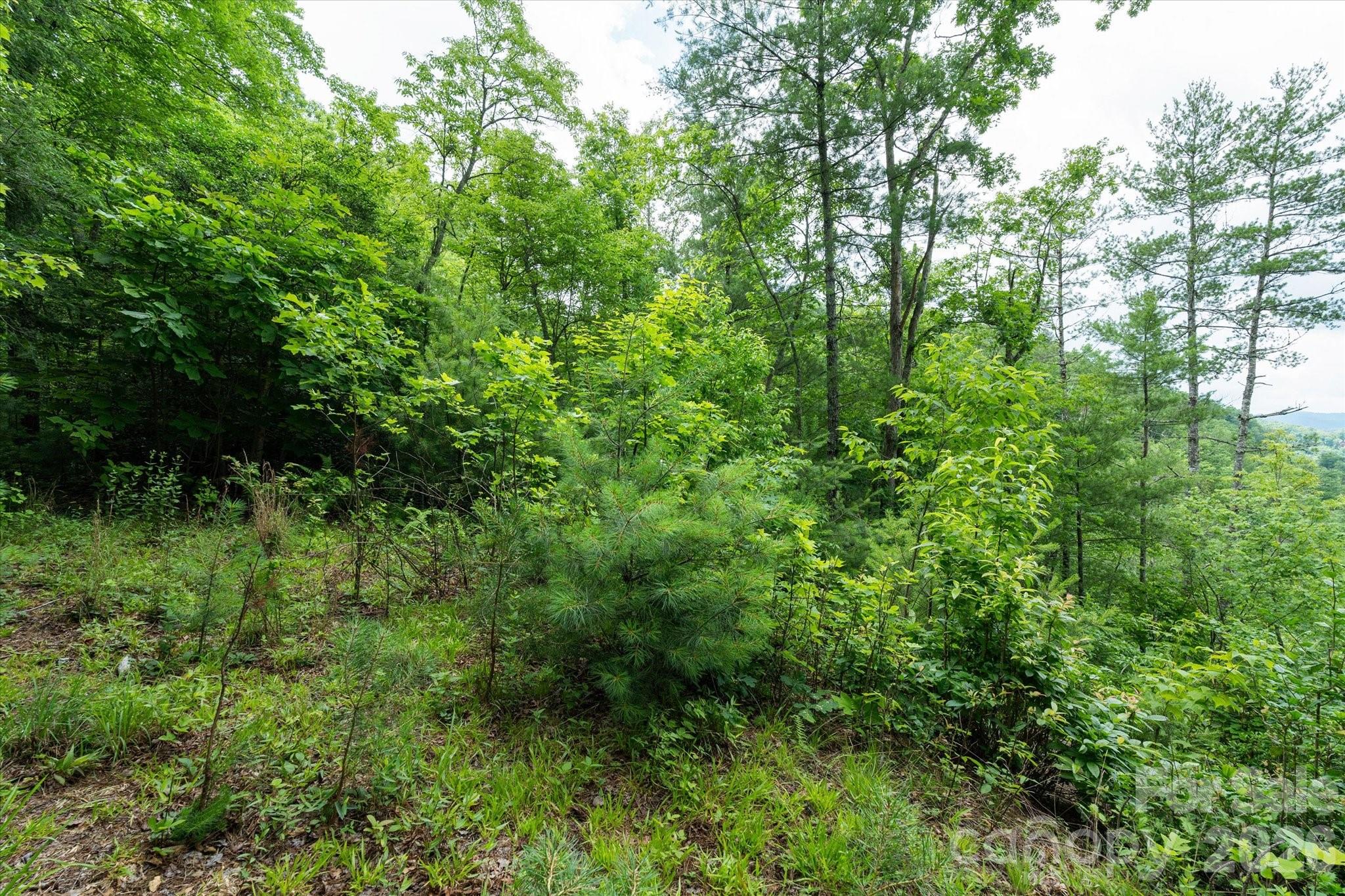 99999 Gunter Town Road Marshall, NC 28753 - Photo 18 of 19