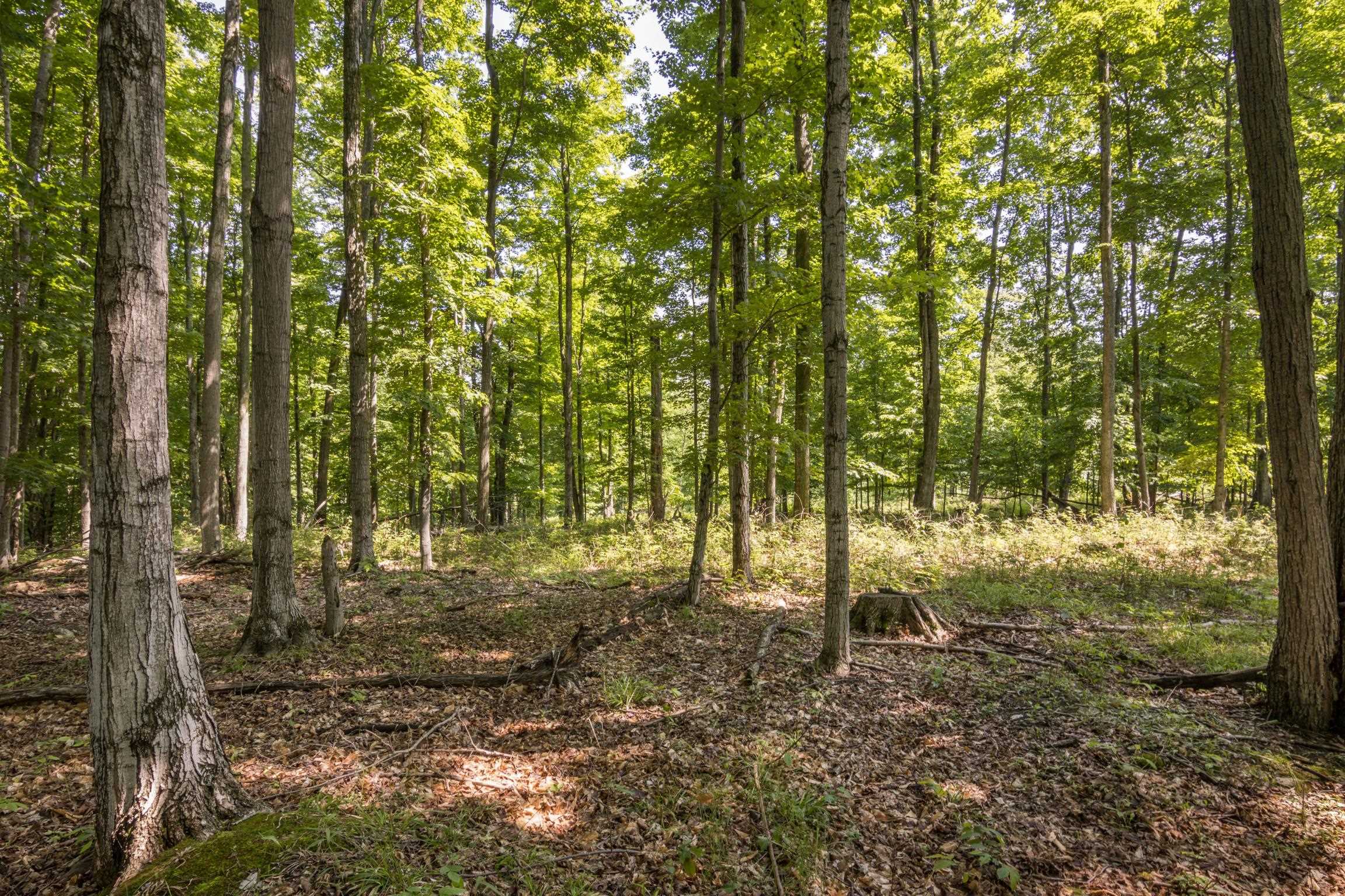 Rex Beach Road Ellsworth, MI 49729 - Photo 28 of 31 Gallery Image 28