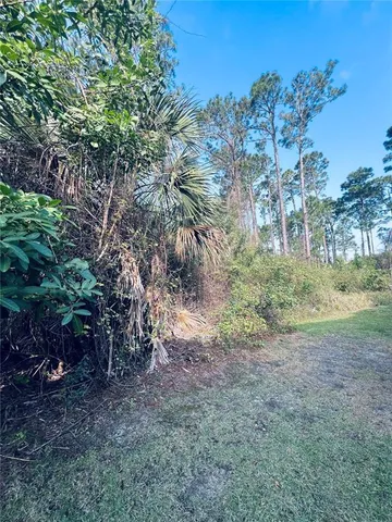 a view of a forest with trees