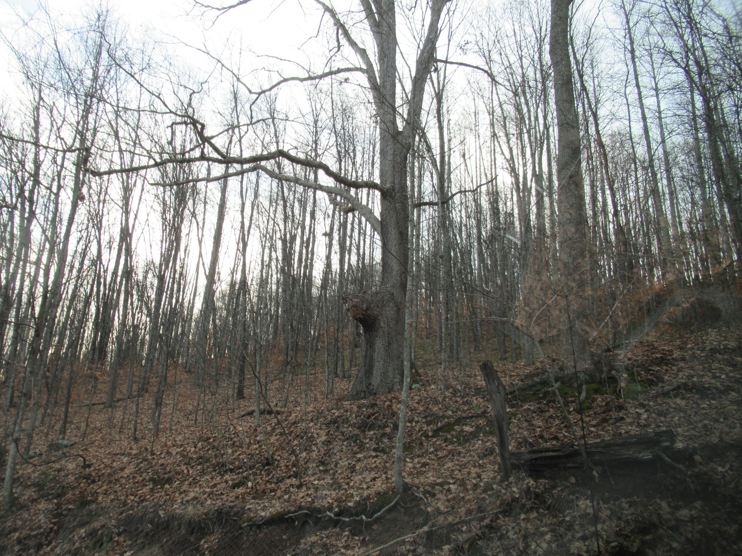 Loudermilk Road Crawley, WV 24931 - Photo 10 of 17 Gallery Image 10