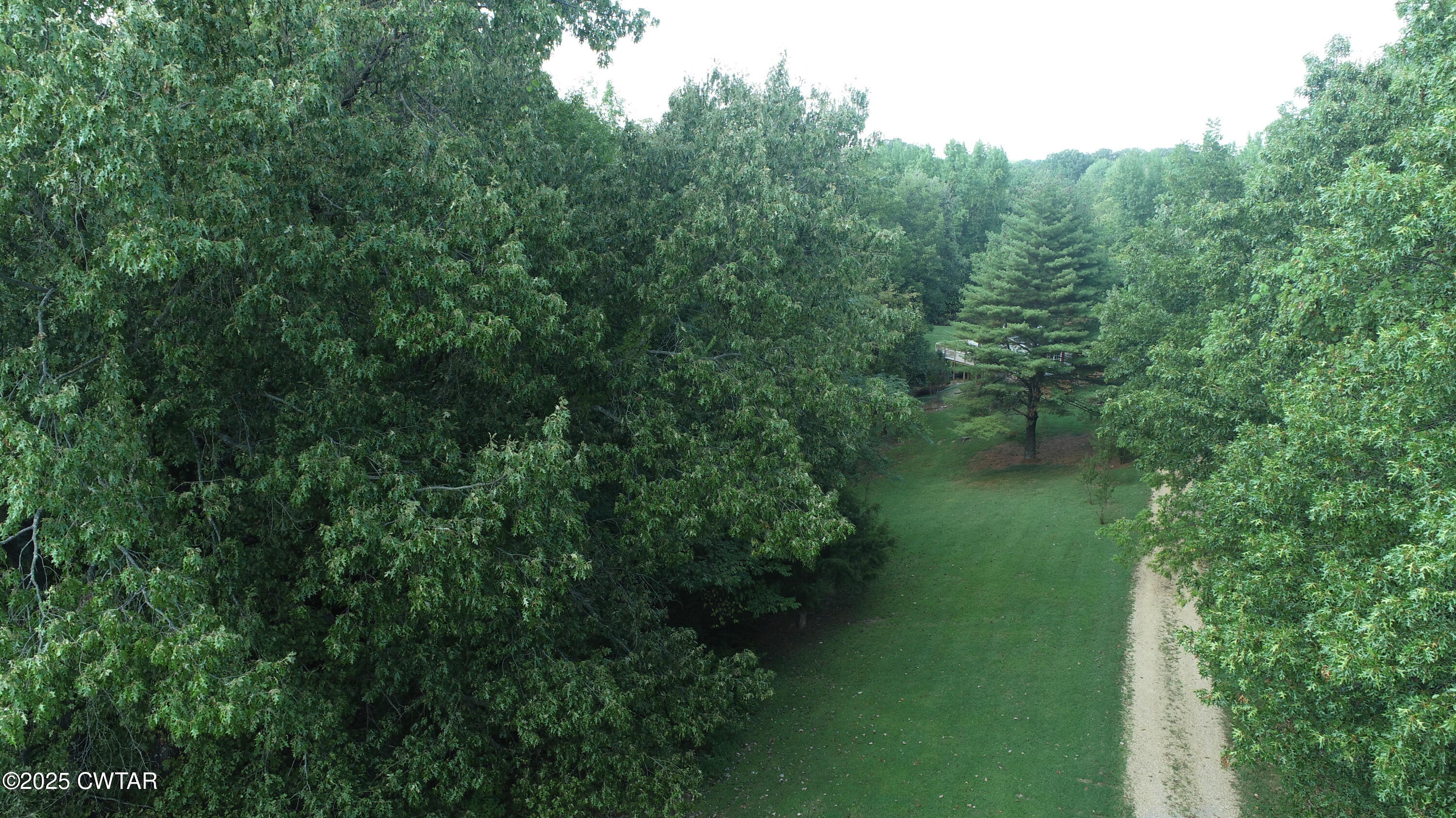 328 Cates Road Halls, TN 38040 - Photo 35 of 35 a view of a lush green forest with lots of trees