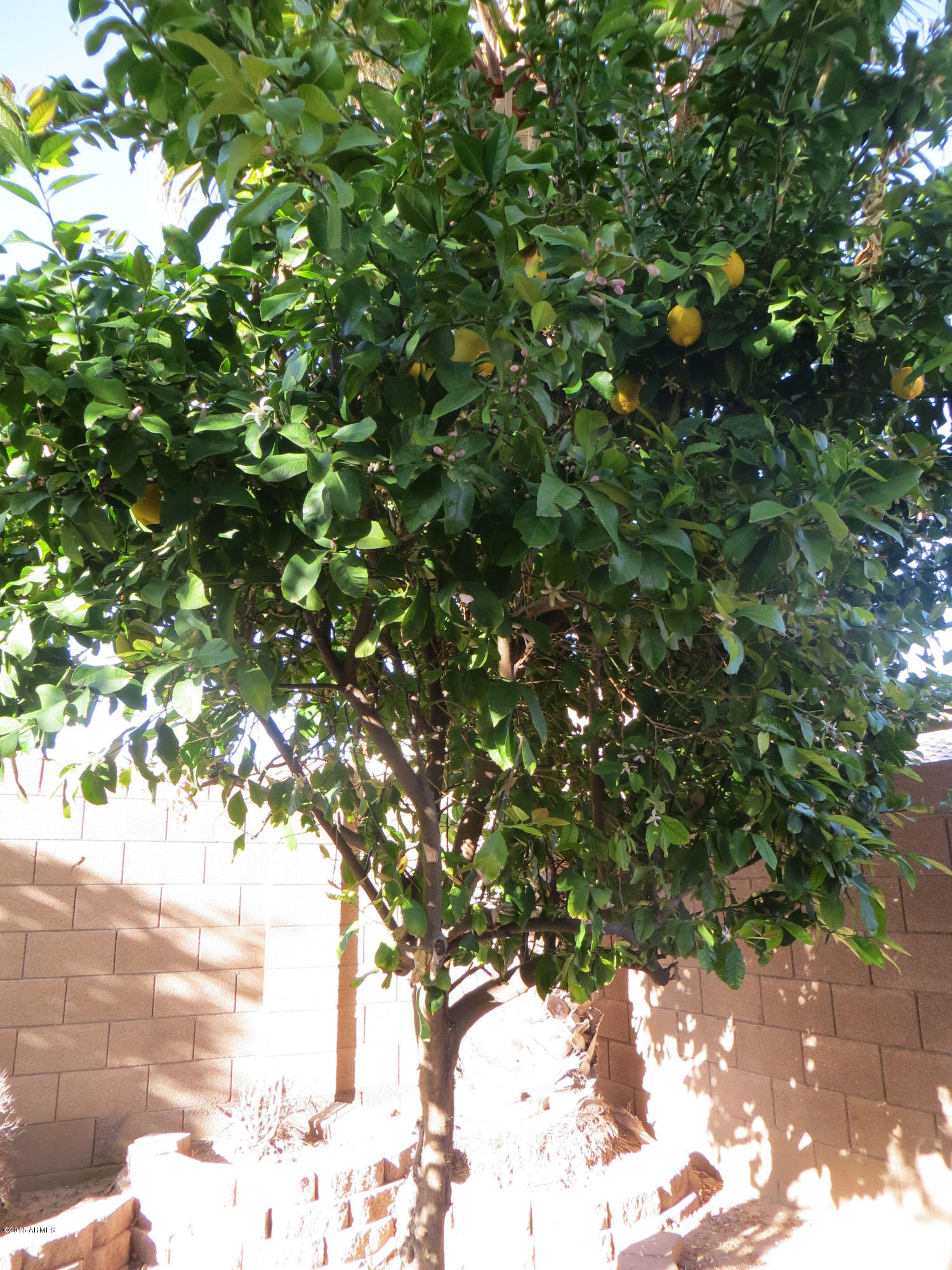 3918 East Bautista Road Gilbert, AZ 85297 - Photo 24 of 30 citrus trees