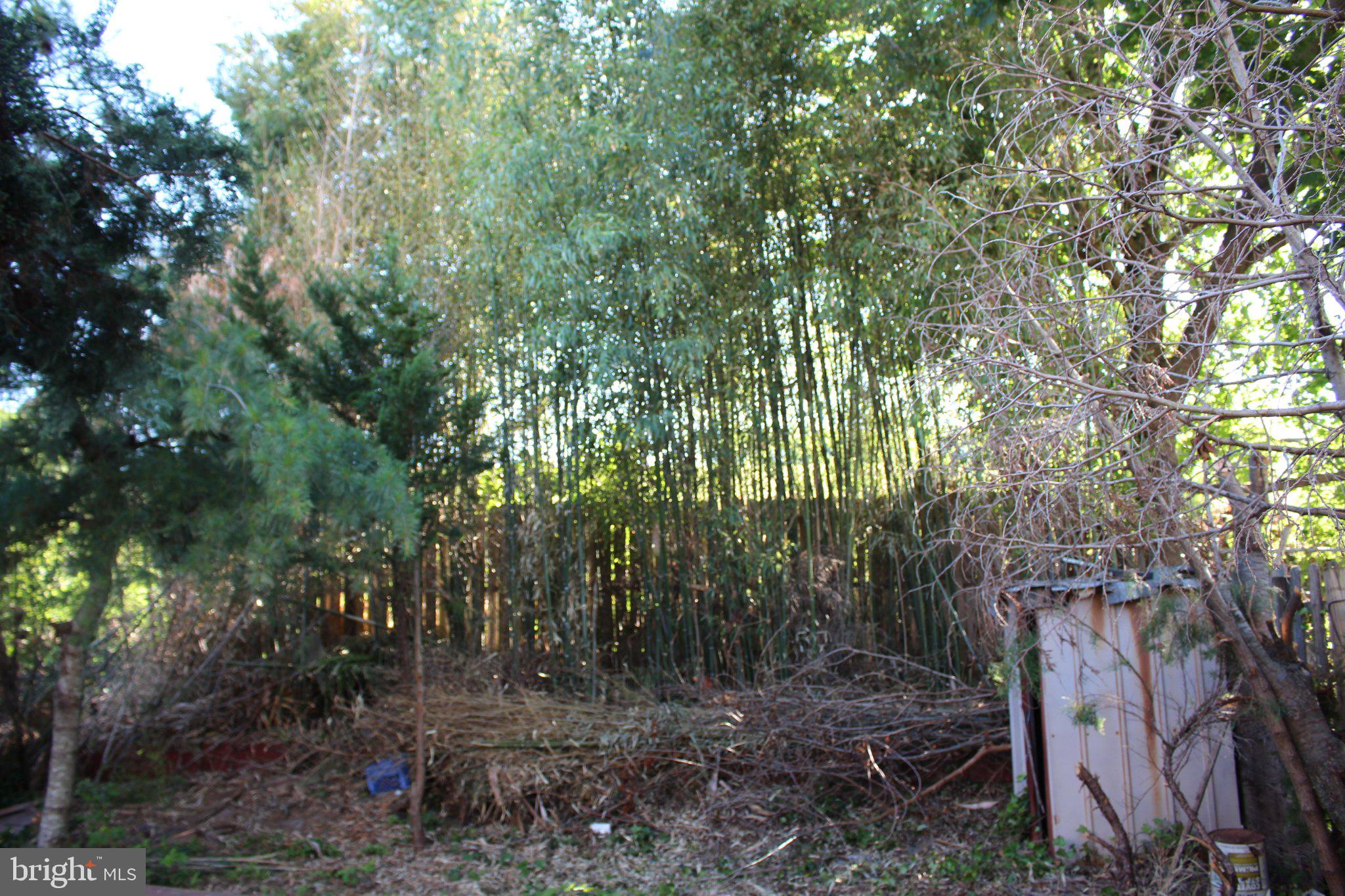 146 Oakmont Road Clementon, NJ 08021 - Photo 36 of 61 Lush bamboo grove in serene backyard.