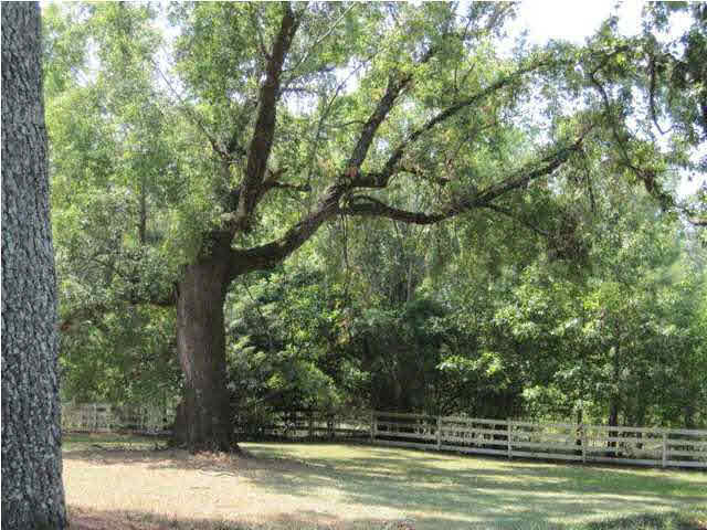 508 Smith-Carr Road Canton, MS 39046 - Photo 14 of 16 Huge beautiful trees