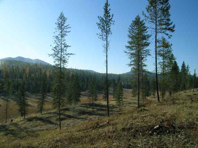 3570 Beitey Road Loon Lake, WA 99148 - Photo 3 of 7