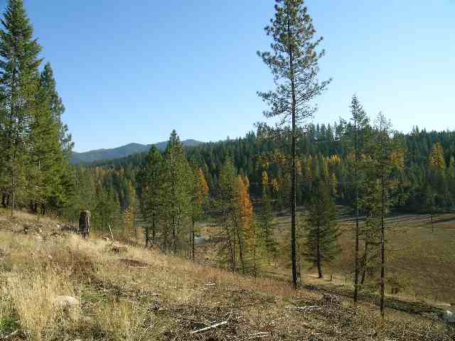 3570 Beitey Road Loon Lake, WA 99148 - Photo 5 of 7