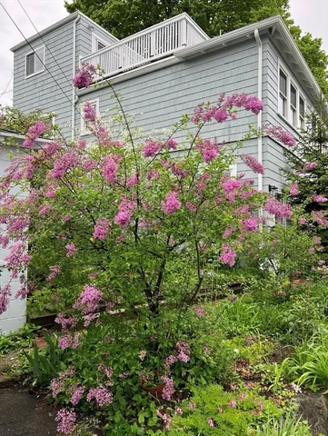 a picture of flowers