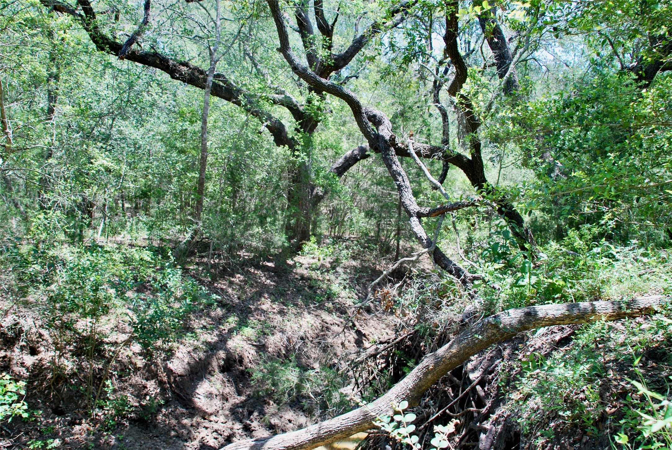 2116 Langdon Road Weimar, TX 78962 - Photo 32 of 43 a picture of tree