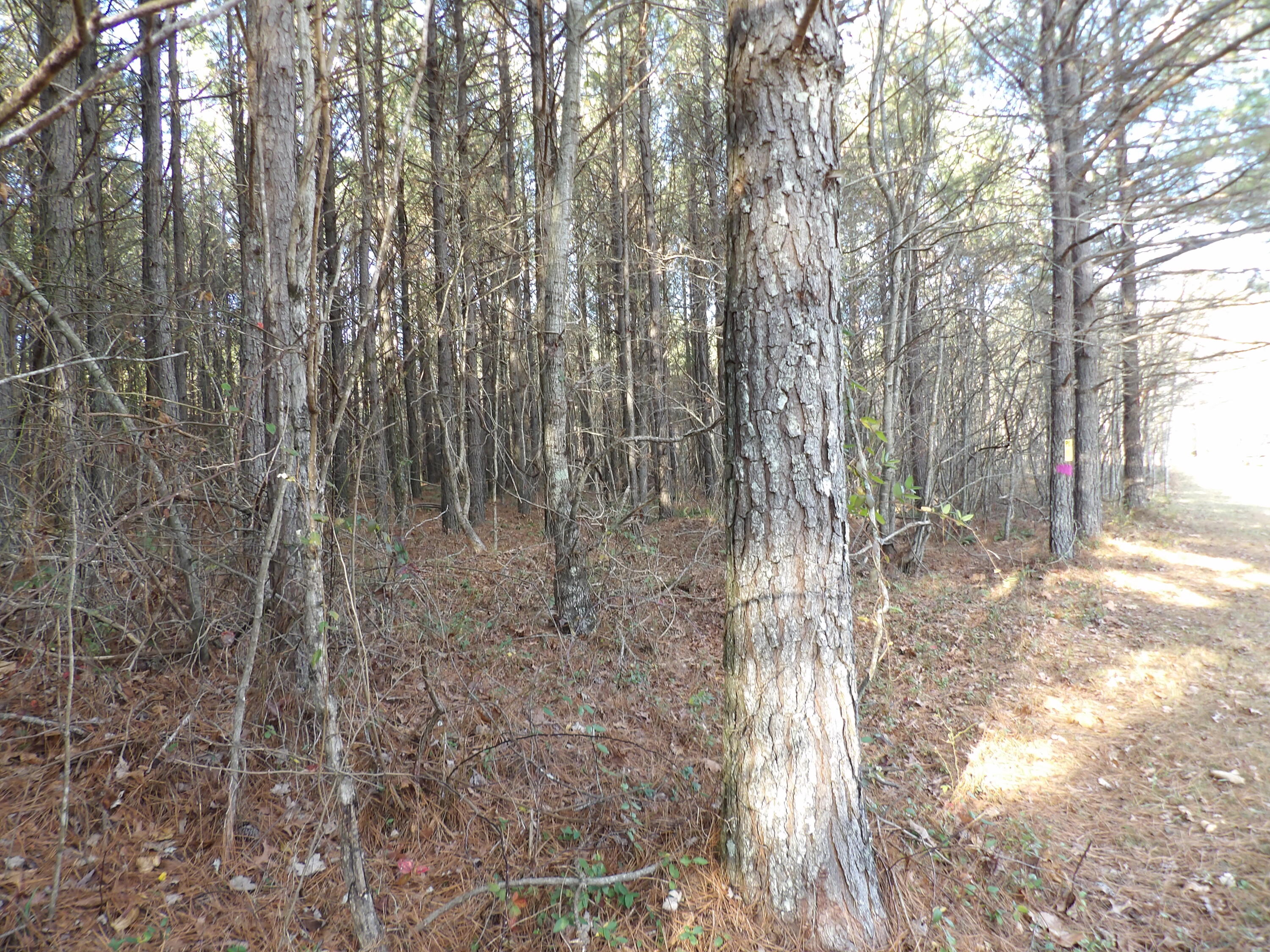 Lot 26 Summercity Road Evensville, TN 37332 - Photo 13 of 20 100_2125