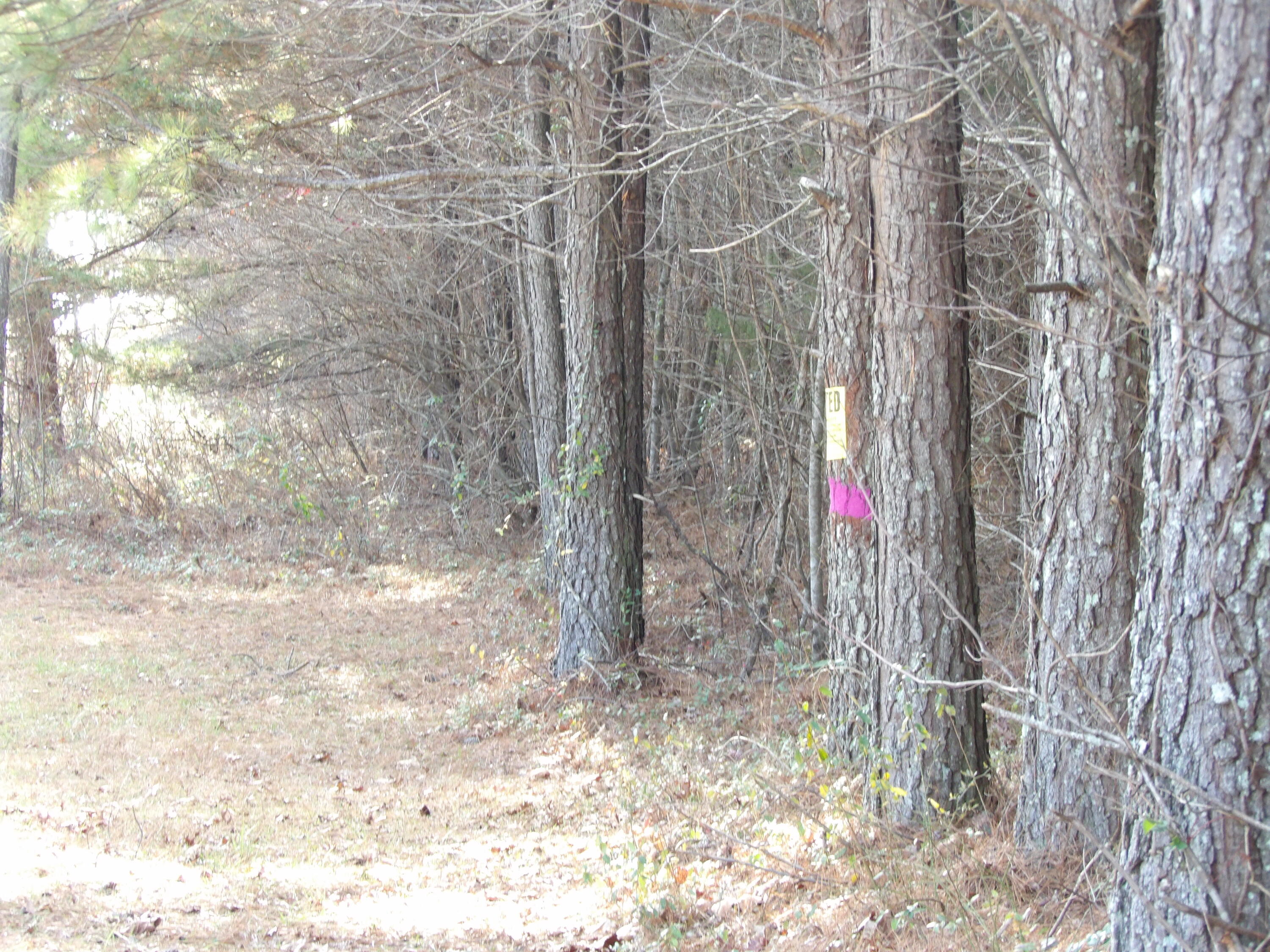 Lot 26 Summercity Road Evensville, TN 37332 - Photo 9 of 20 100_2121