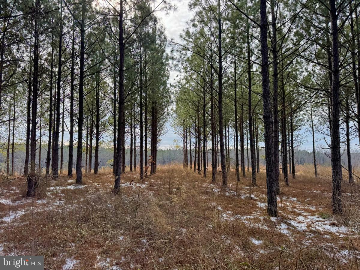 0 Benton Road Lawrenceville, VA 23868 - Photo 36 of 41