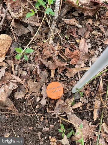 a picture of a tree in a backyard