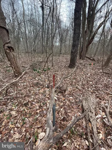 a view of a yard with large trees
