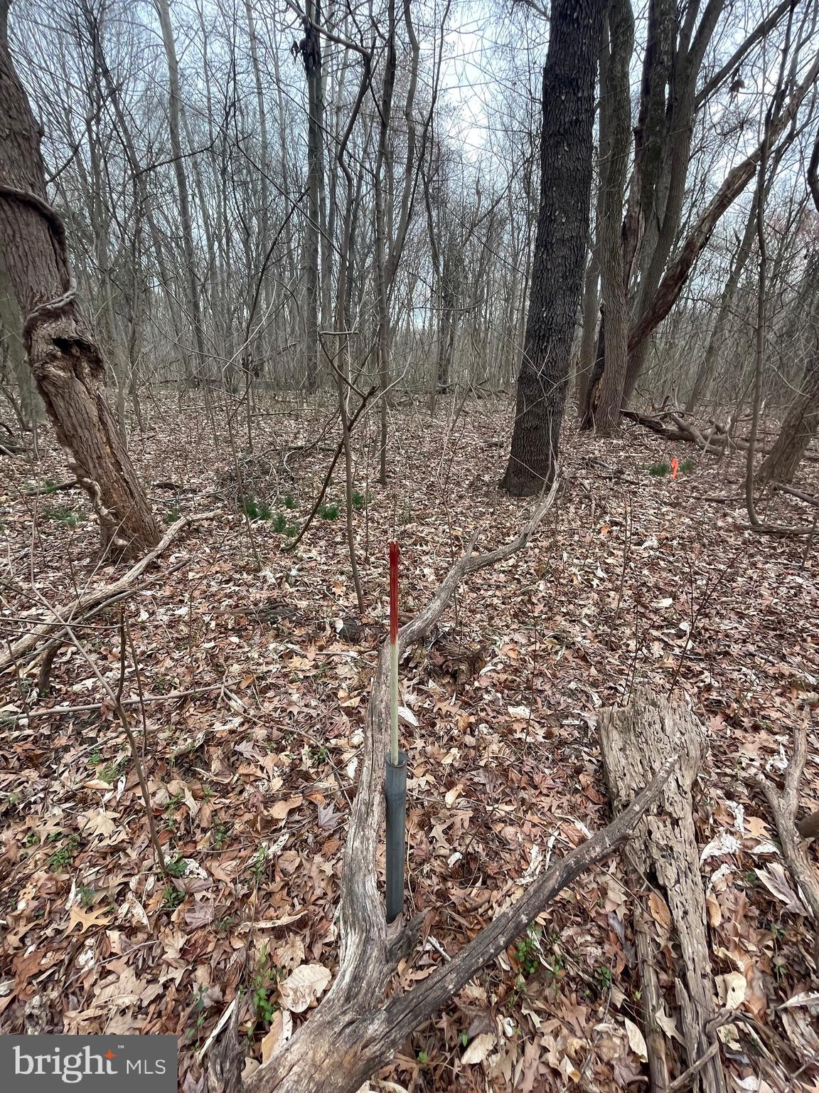 Georgetown Road Chestertown, MD 21620 - Photo 4 of 5 a view of a yard with large trees