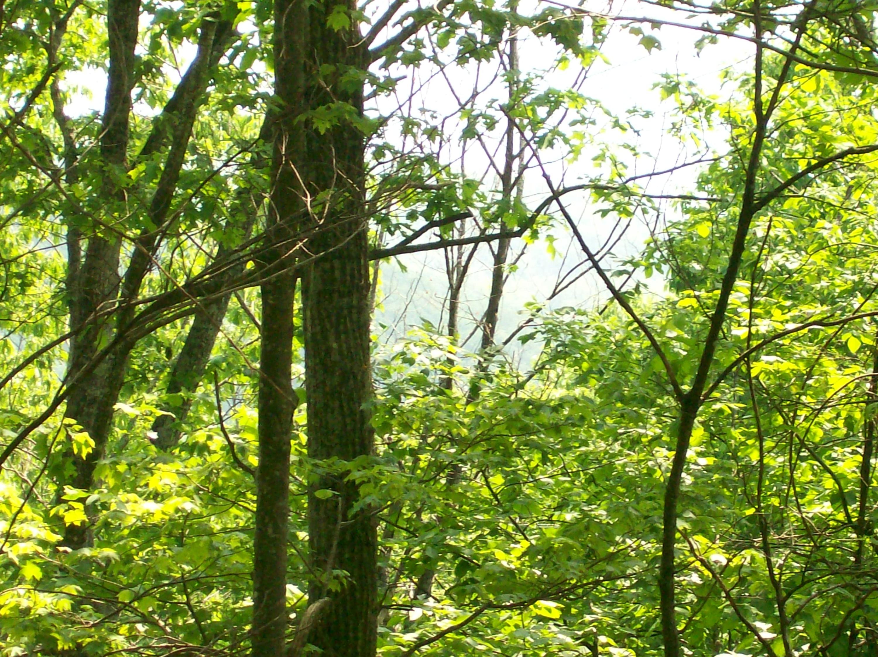 Lot 125 Harlee Vista Road Pikeville, TN 37367 - Photo 6 of 7 GP 125 (2)