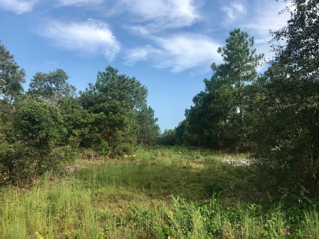 Lot#13-19 Holder Road Batesburg, SC 29006 - Photo 7 of 18