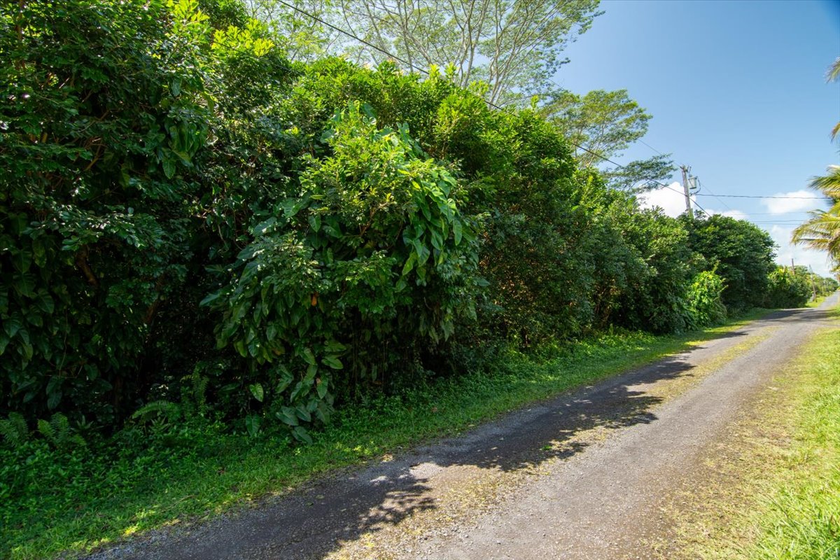 1401 3rd Avenue Keaau, HI 96749 - Photo 4 of 15 a view of a yard with plants and a small yard