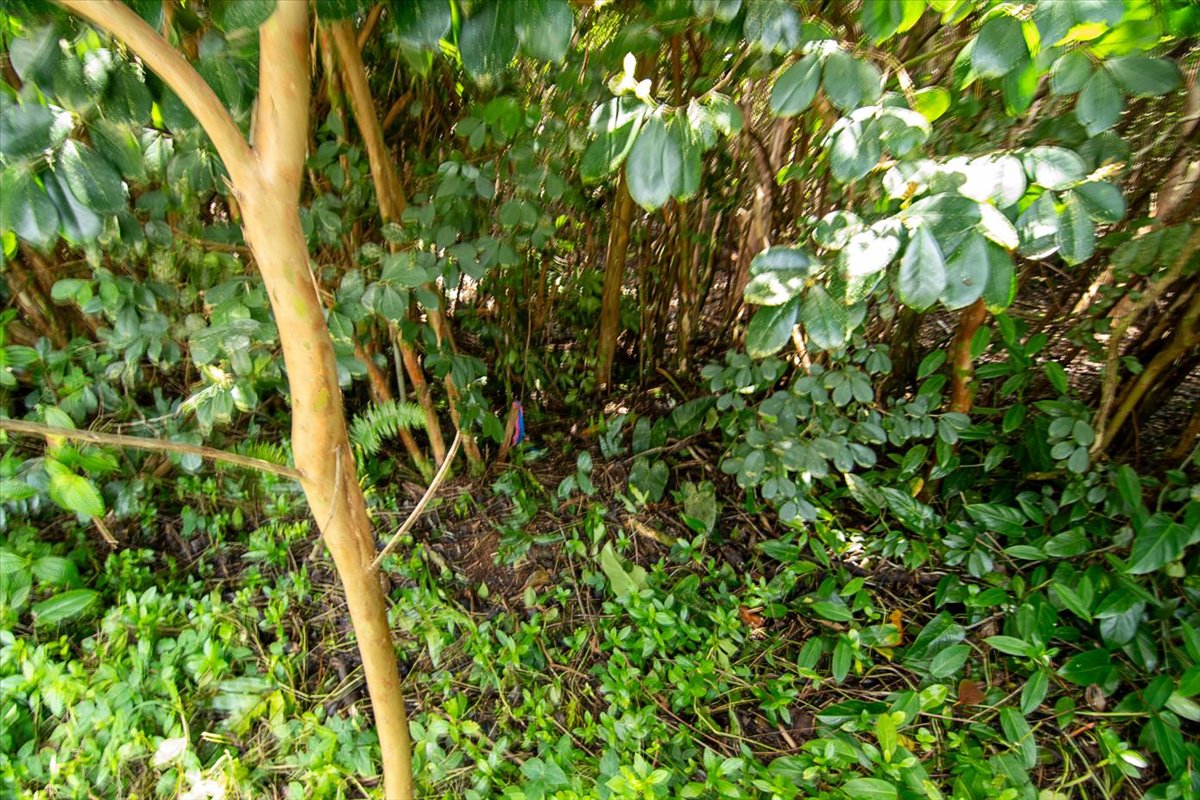 1401 3rd Avenue Keaau, HI 96749 - Photo 9 of 15 a view of a tree