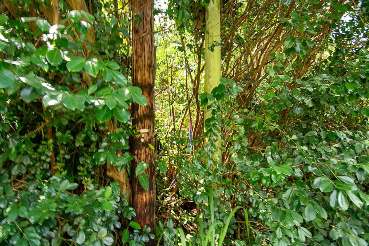 1401 3rd Avenue Keaau, HI 96749 - Photo 10 of 15 a view of a tree