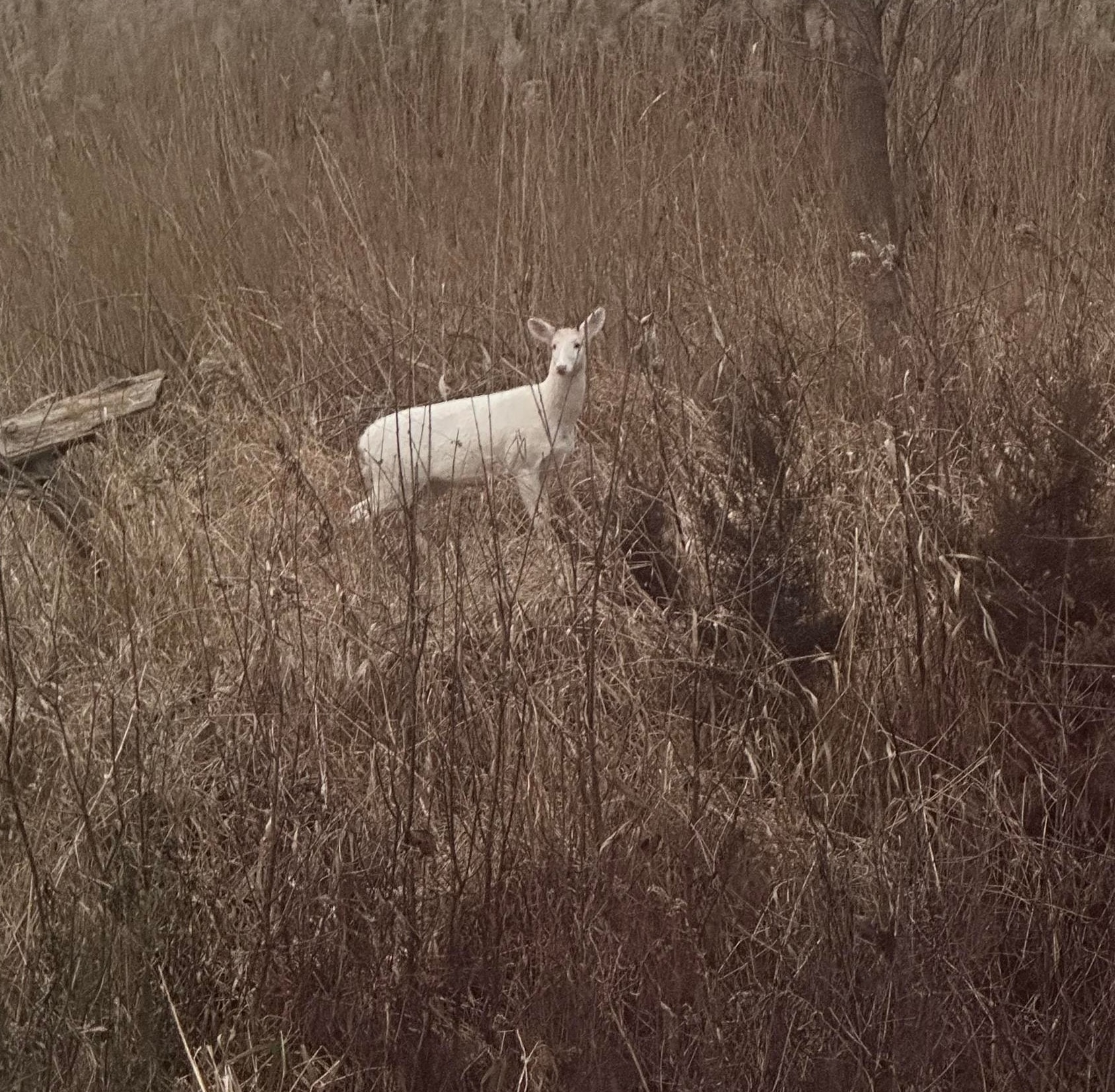 1232 West Sherman Fort Fort Atkinson, WI 53538 - Photo 55 of 70