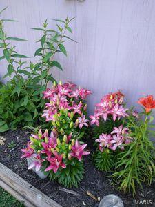 907 Logan Street Alton, IL 62002 - Photo 20 of 28 Gallery Image 20