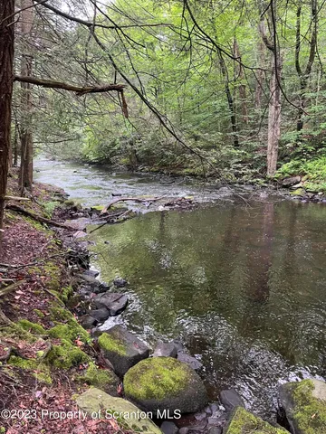 a view of a lake with a large tree