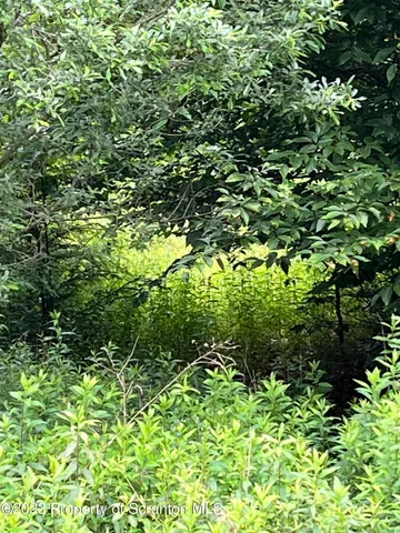 a view of a lush green forest