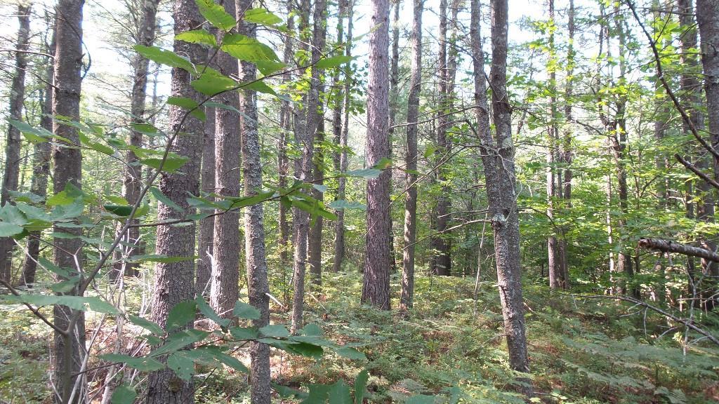Tbd Stone Road West Newfield, ME 04095 - Photo 22 of 27 Photo