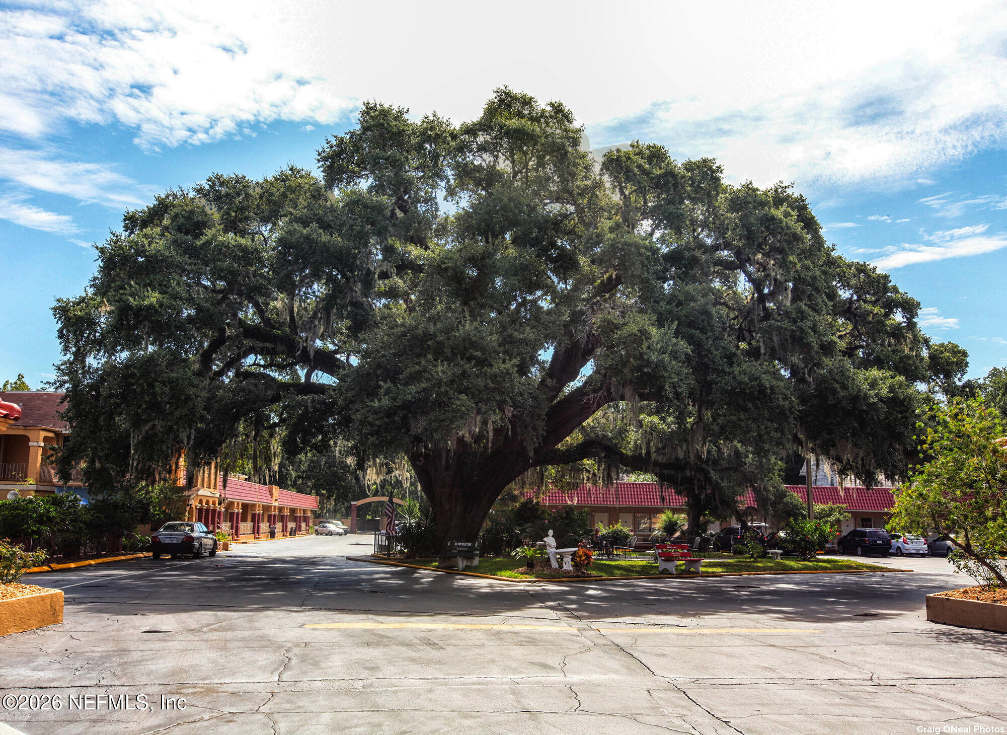 244 Bonita Road St. Augustine, FL 32086 - Photo 32 of 43 The Old Senator Tree