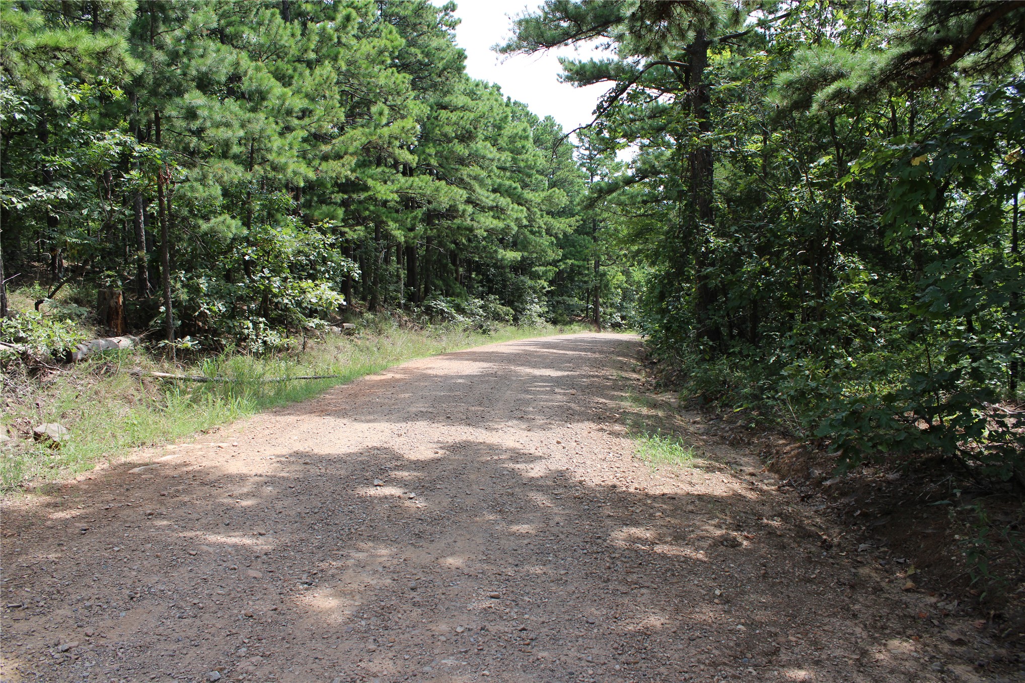 Private driveway lined with mature pine and hardwood trees, offering a natural wooded setting with ample grounds for outdoor space and privacy
