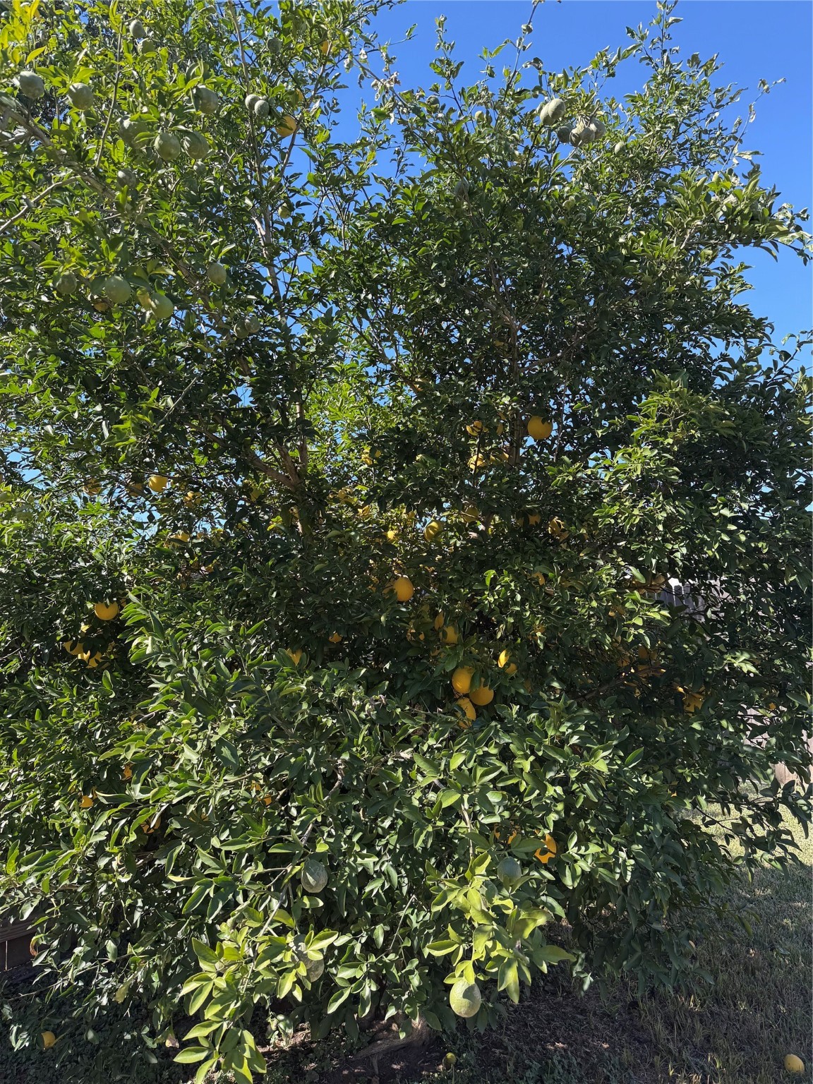 18006 Barton Ridge Lane Richmond, TX 77407 - Photo 18 of 22