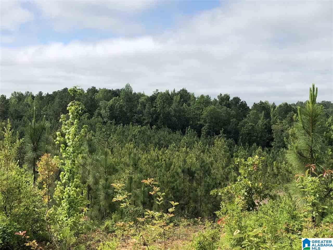 119-acres Double Branch Road, Unit 119 ACRES Marion, AL 36756 - Photo 15 of 26