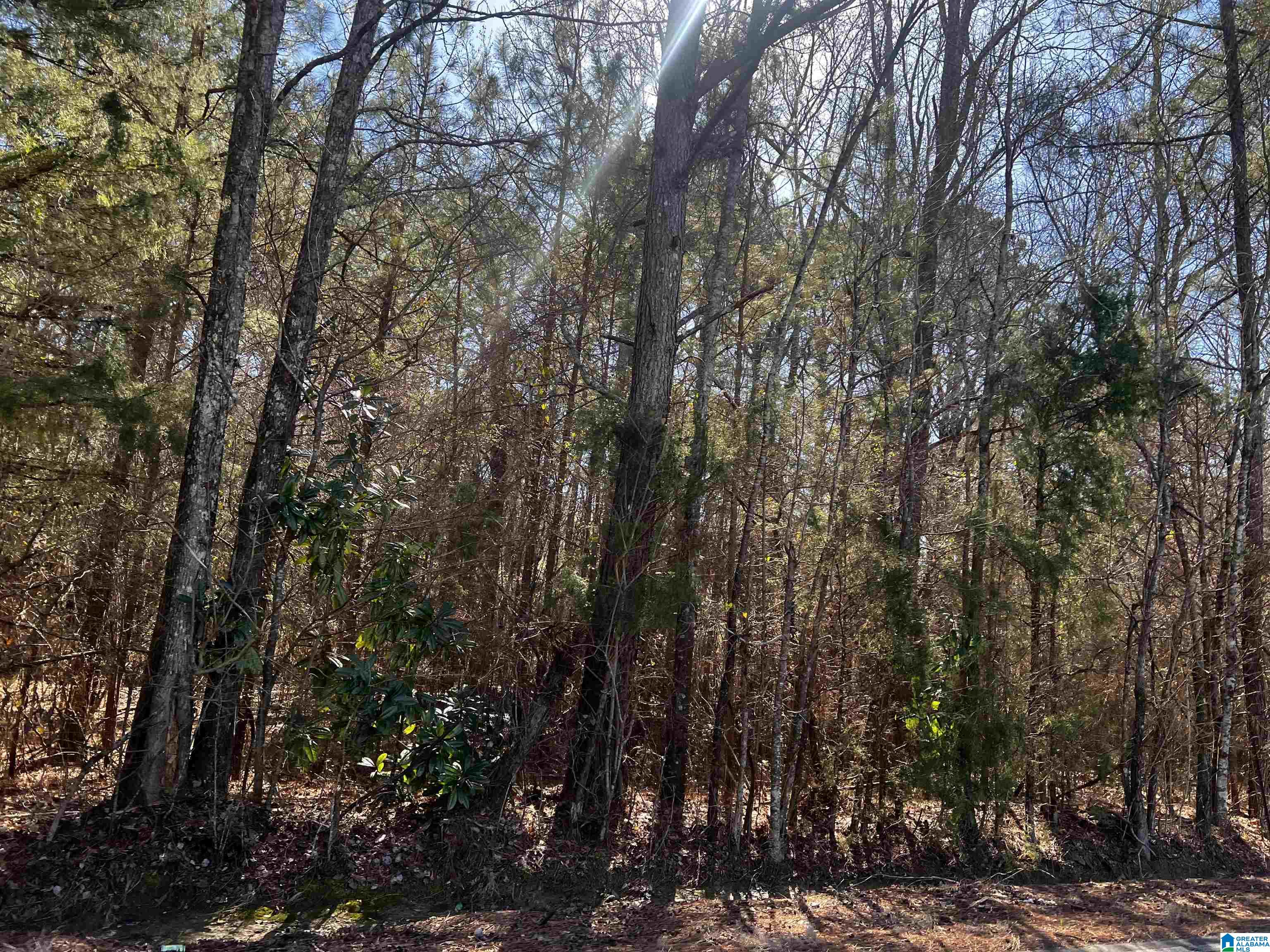 0 Wolf Creek Road North, Unit 10 ACRES Pell City, AL 35125 - Photo 6 of 15