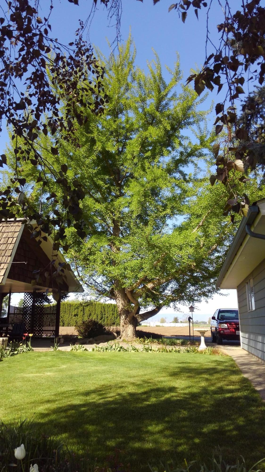 10043 Fort Road Wapato, WA 98951 - Photo 13 of 64 6-Views of Yard and Landscaping (7)